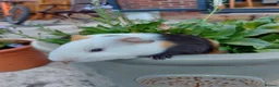 Guinea Pig rodents for sale: Beautiful baby Guinea PIgs - Advert 3