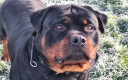 Rottweiler dogs for stud: Kc registered proven big rottweiler stud in Aylesbury - Image 4