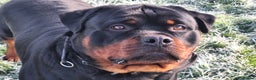 Rottweiler dogs for stud: Kc registered proven big rottweiler stud in Aylesbury - Advert 5