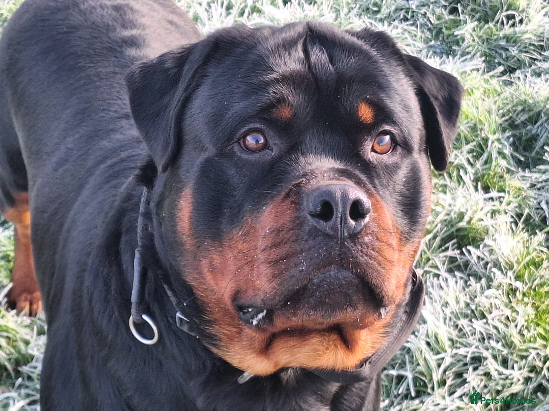 Rottweiler dogs for stud: Kc registered proven big rottweiler stud in Aylesbury - Advert 5