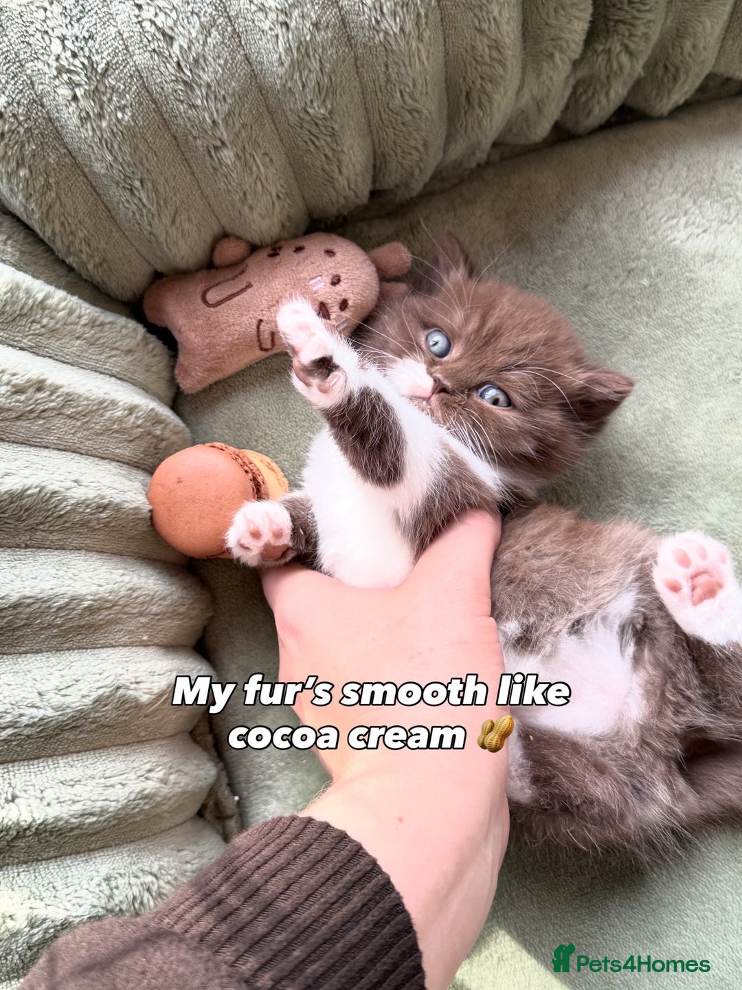 British Shorthair cats for sale: Chocolate brown cinnamon tortie British Kittens - Advert 37