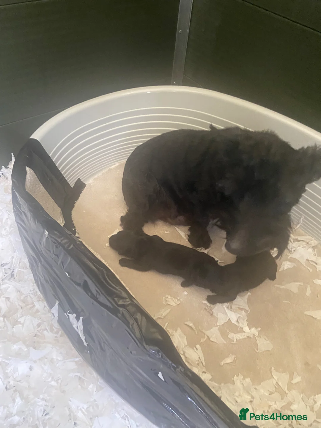Scottish Terrier dogs for sale: Sweet Little Litter  - Advert 4