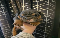 English Bulldog dogs for sale: Kc british bulldogs  - Image 15
