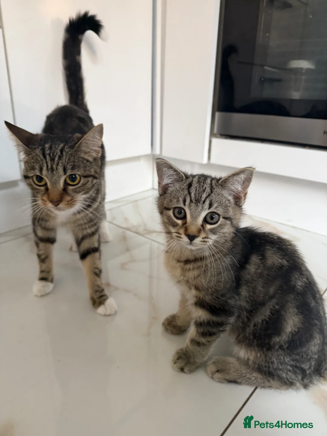 Mixed Breed cats for sale: Tabby cat - Advert 2