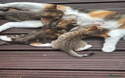 British Shorthair cats for sale: Beautiful playful kittens  - Image 1