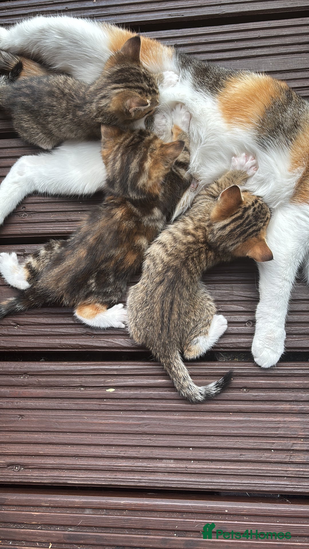 British Shorthair cats for sale: Beautiful playful kittens  - Image 1