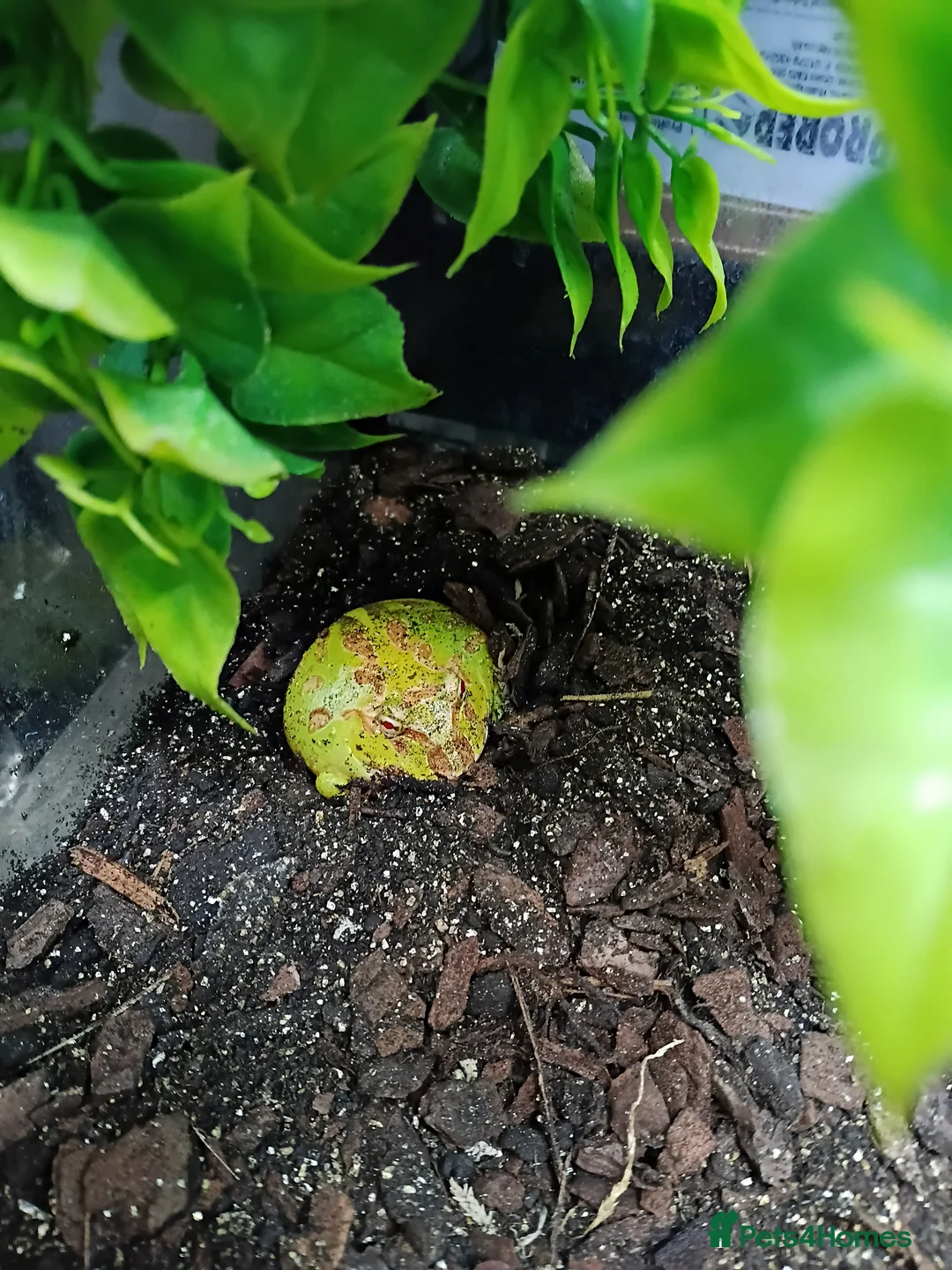 Frog reptiles for sale: Various frogs at Pets parade ltd - Advert 2