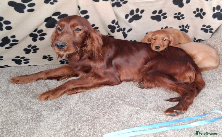 Mixed Breed dogs Beautiful golden irish puppies. - Advert 1