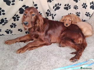 Mixed Breed dogs Beautiful golden irish puppies. - Advert 1