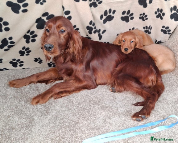 Mixed Breed dogs Beautiful golden irish puppies. - Advert 1