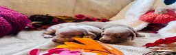 Miniature Dachshund dogs for sale: Beautiful Miniature Dachshund Puppies  - Advert 4