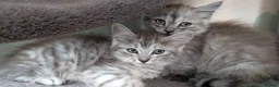 Mixed Breed cats for sale: 4 Incredible beautiful kittens! - Advert 4