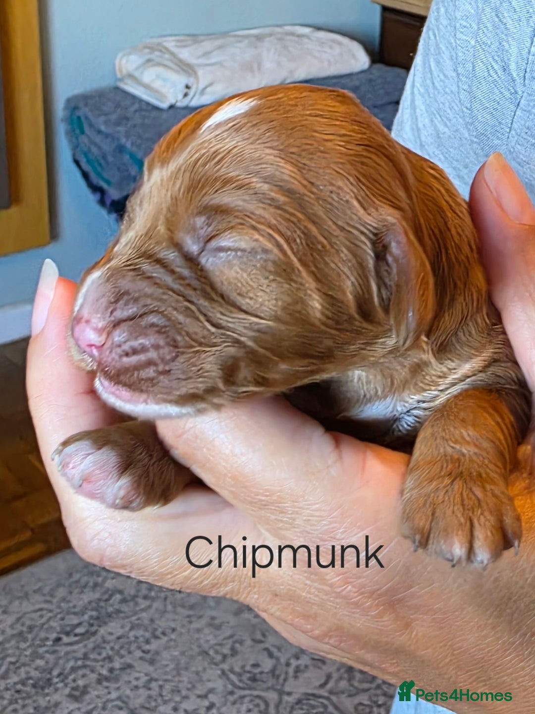 Cockapoo dogs for sale: Adorable F2b Cockapoo Puppies – Ready to Reserve  - Image 10