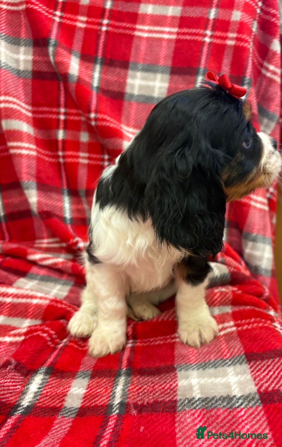 Cavalier King Charles Spaniel dogs for sale: Beautiful Cavalier King Charles babies ❤️ - Advert 30