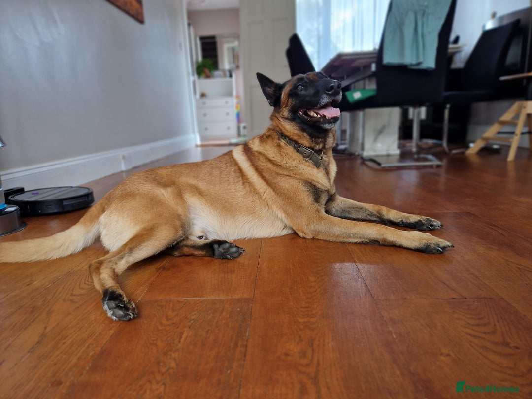 Belgian Shepherd Dog dogs for stud: KC, PURE Malinois Stud: Health Tested. Proven  in Rugby - Image 7