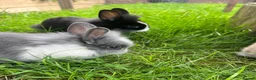 Lionhead rabbits for sale: Adorable dwarf/lionhead baby rabbits - Advert 5