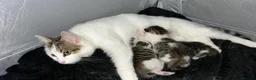 Mixed Breed cats for sale: 4 kittens  - Advert 1