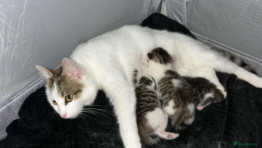 Mixed Breed cats for sale: 4 kittens  - Advert 1
