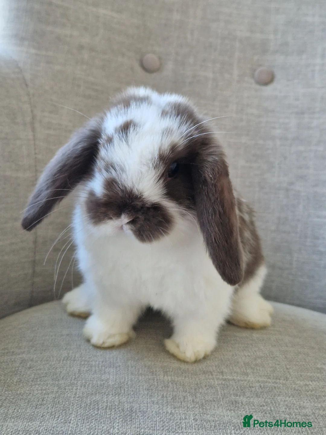 Mini Lop rabbits for sale: Exceptional Female Mini-Lop.  - Advert 9