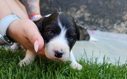 Sprollie dogs for sale: Puppies from Border Collie  - Image 7