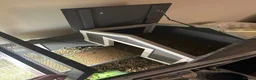 Tortoise reptiles for sale: Mediterranean Tortoise - Mylie - Advert 6