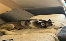 Siberian Husky dogs for sale: Siberian husky  - Image 1