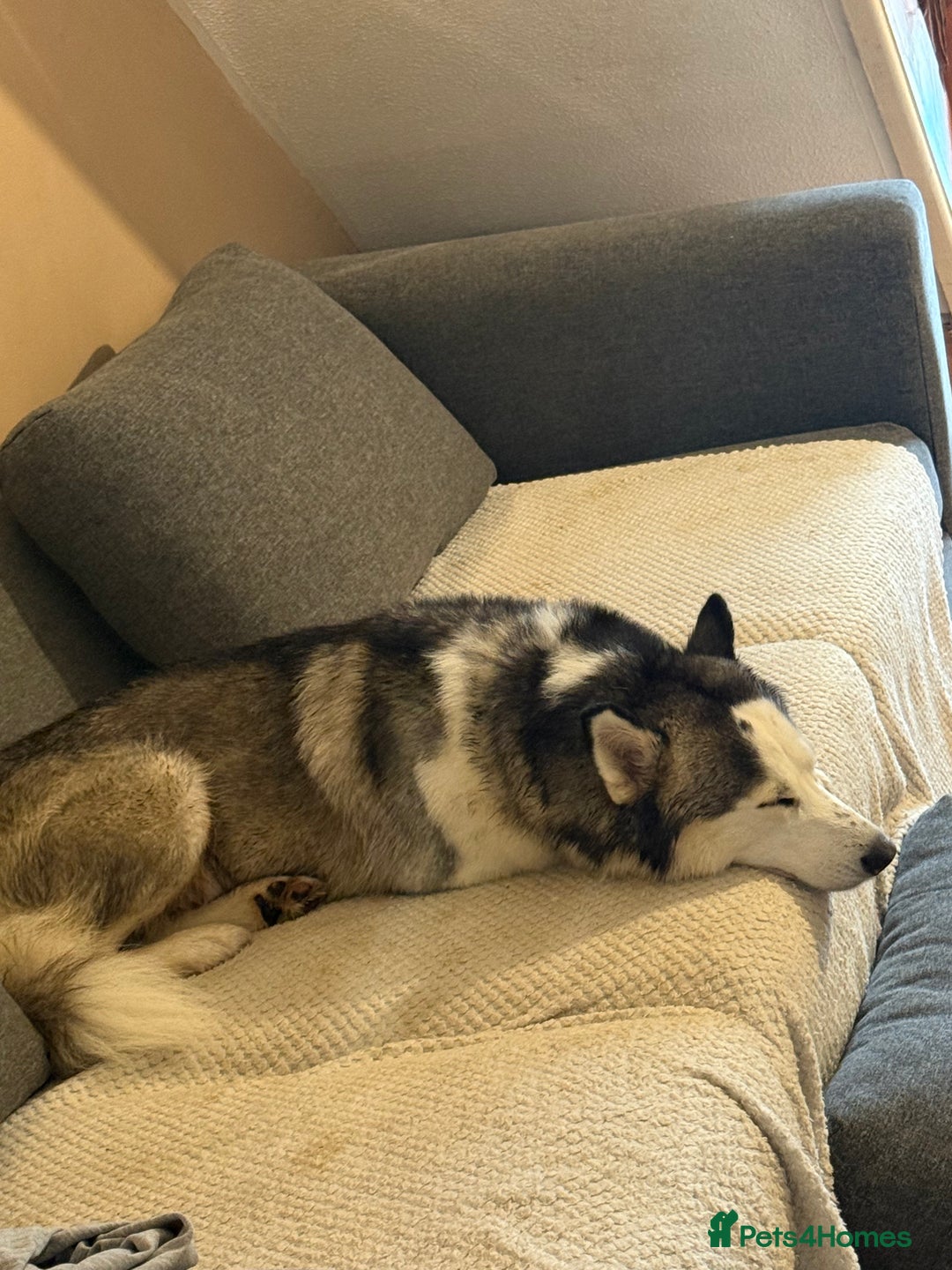 Siberian Husky dogs for sale: Siberian husky  - Image 1