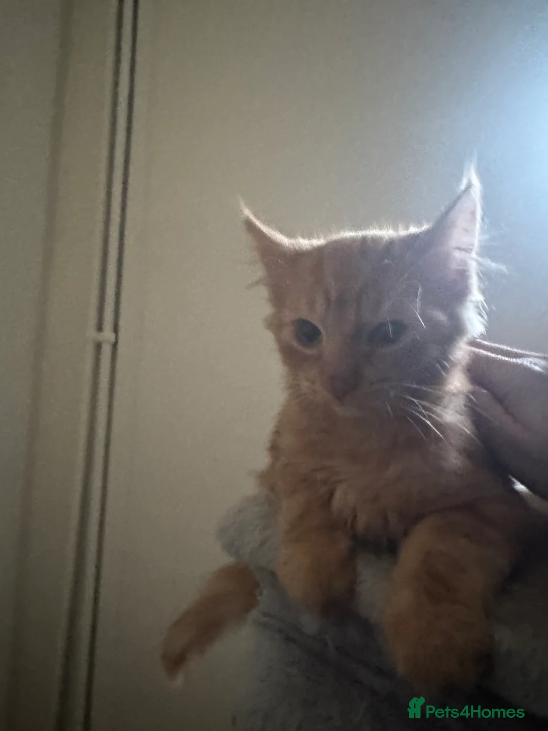 Domestic Shorthair cats for sale: Beautiful 18 week Old kittys  - Advert 9