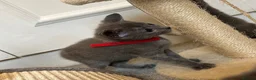 Russian Blue cats for sale: Russian Blue Kittens - Advert 4