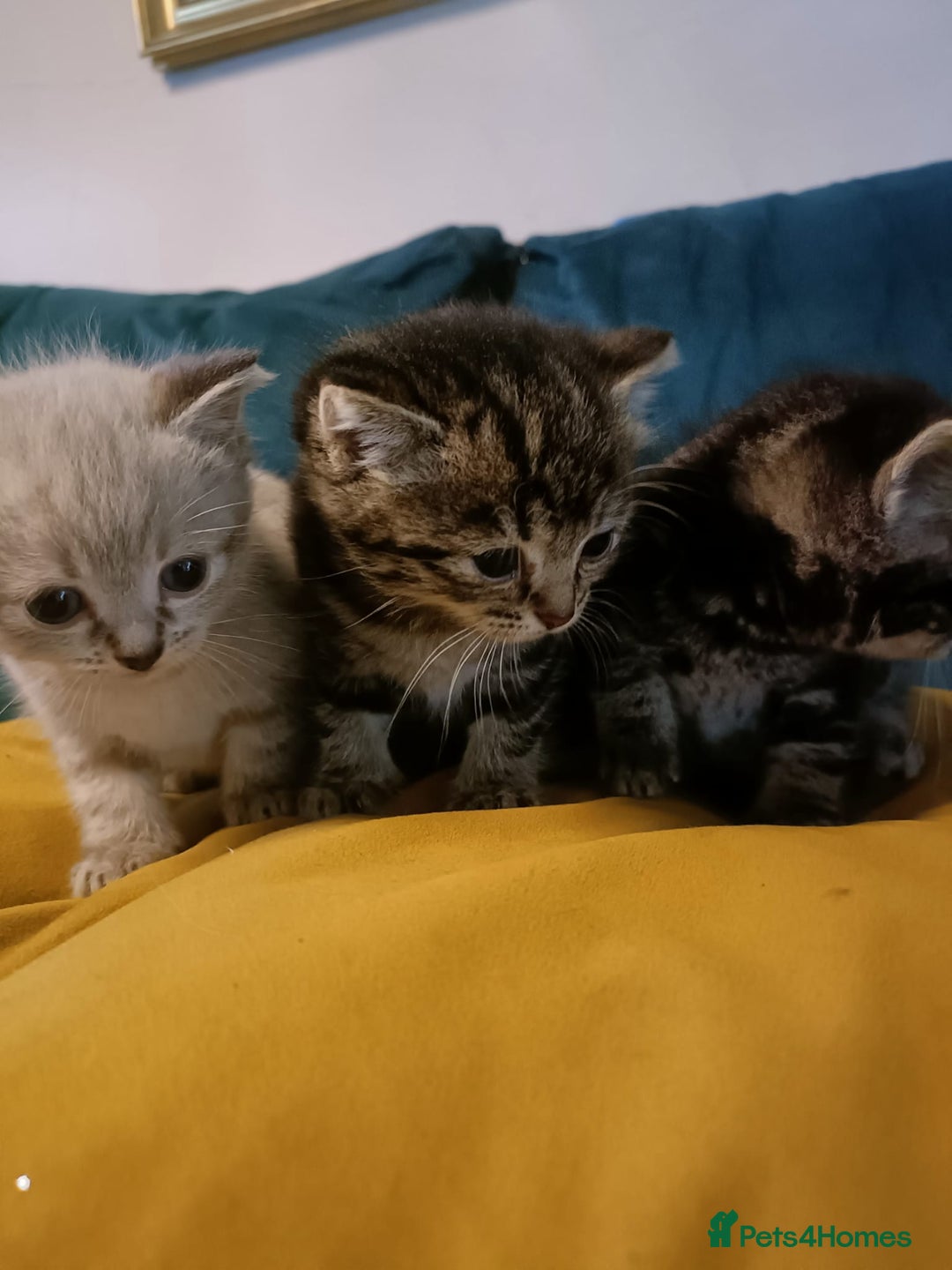 Mixed Breed cats for sale: Mixed bengal kittens - Image 4