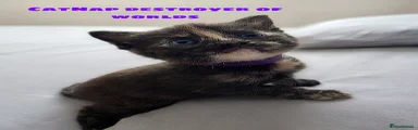 CatNap Destroyer of Worlds