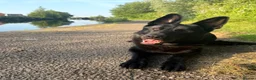 German Shepherd dogs for stud: Black German Shepherd stud - Advert 4