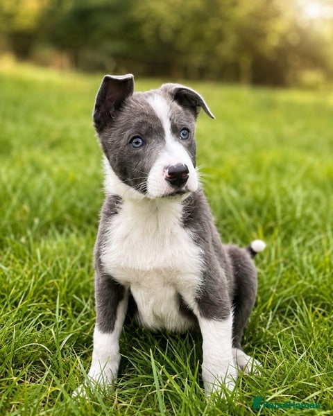 Border Collie dogs Grey and white collie pups  - Advert 1