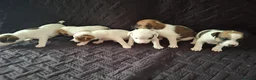 Parson Russell dogs for sale: 6 Parson Russell Terrier Pups for sale - Advert 4