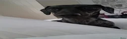 Dachshund dogs for sale: Lexi  - Advert 6