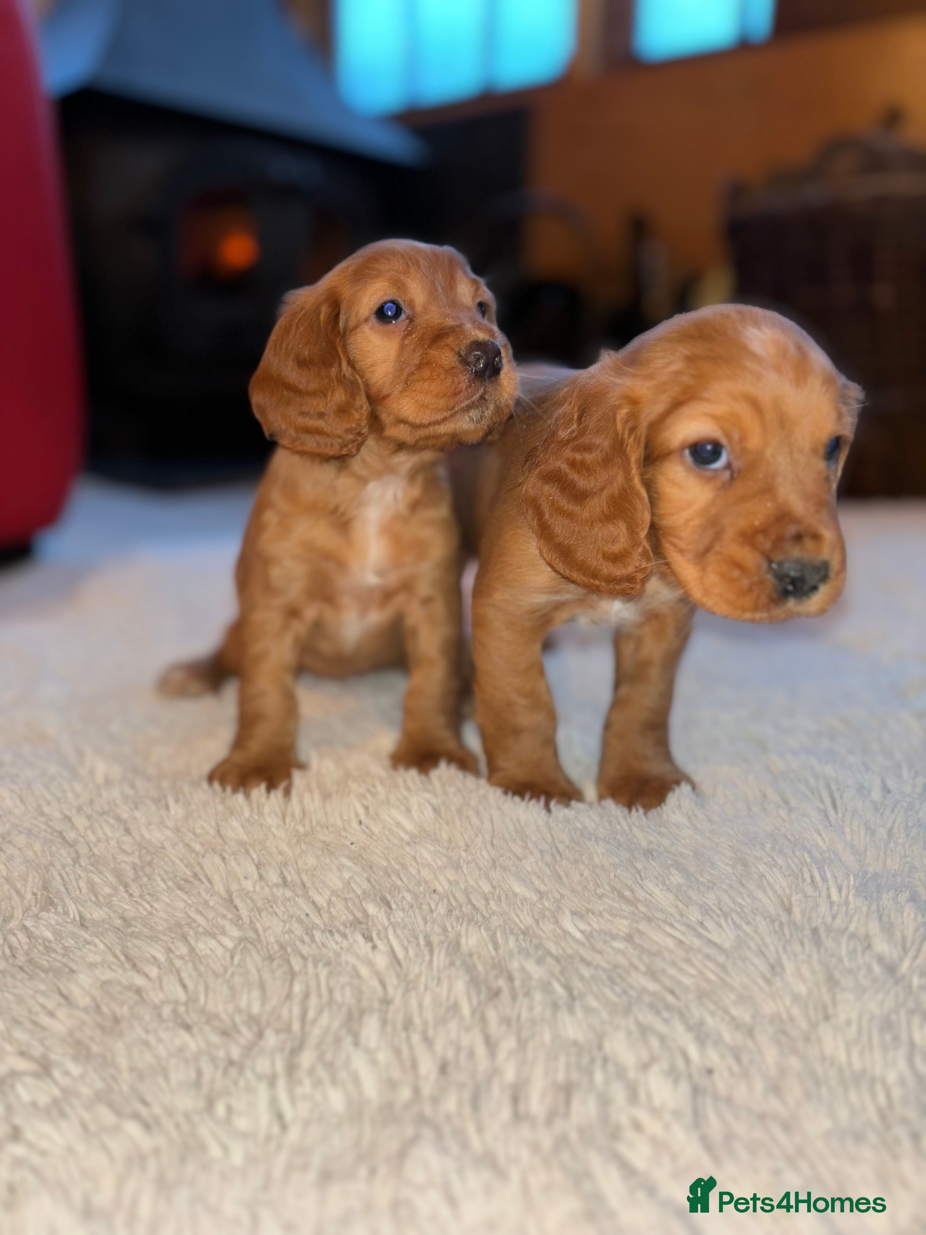 Cocker Spaniel dogs Cocker spaniel puppy’s  - Advert 14