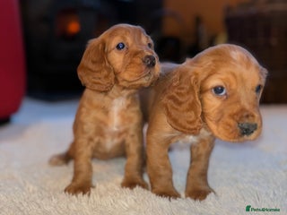 Cocker Spaniel dogs Cocker spaniel puppy’s - Advert 3