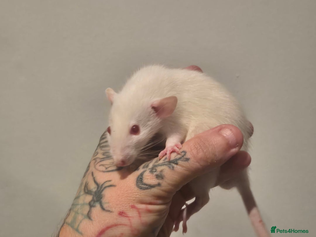Rat rodents for sale: Various rat - Image 11