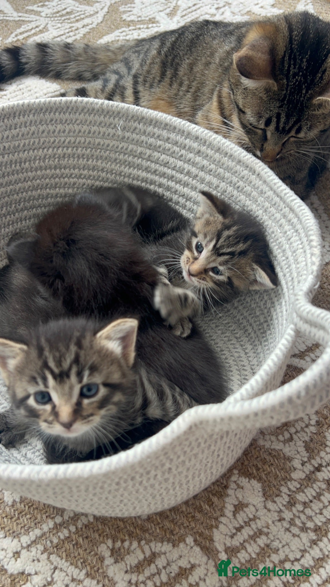 Mixed Breed cats Mixed Bengal  - Advert 1