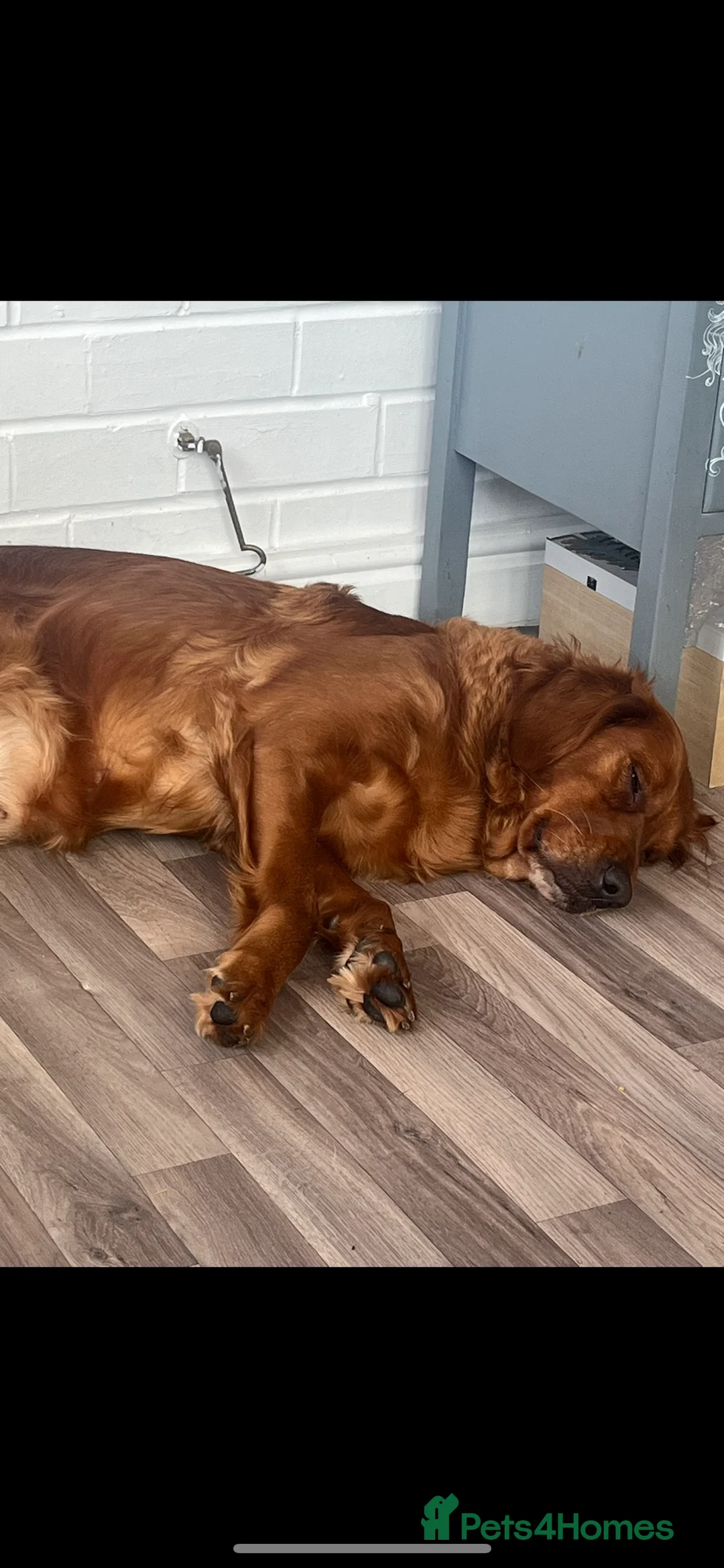 Golden Retriever dogs for sale: Low inbreeding coefficient puppies due soon  - Advert 18