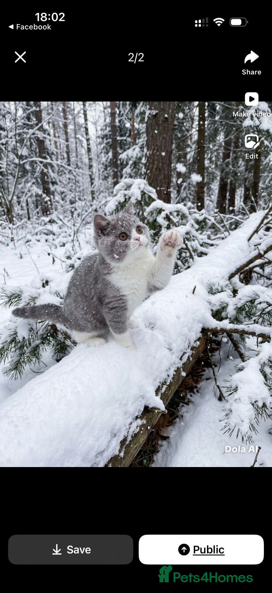 British Shorthair cats Full Pedigree Registered BSH  - Advert 16