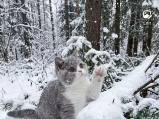 British Shorthair cats Full Pedigree Registered BSH - Advert 16