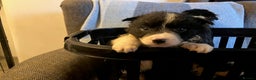 Border Collie dogs for sale: Border Collie Puppies  - Advert 9
