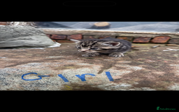 Mixed Breed cats for sale: Tabby Kittens for sale - Image 3