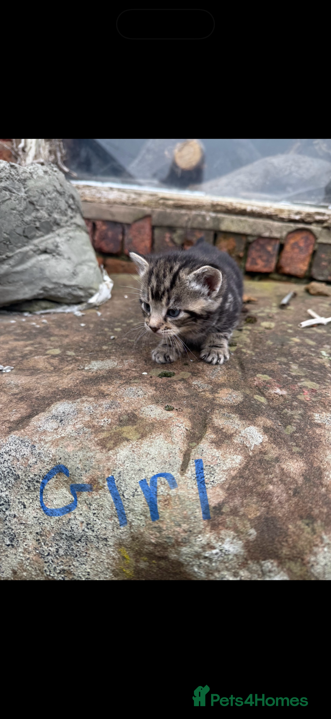 Mixed Breed cats for sale: Tabby Kittens for sale - Image 3