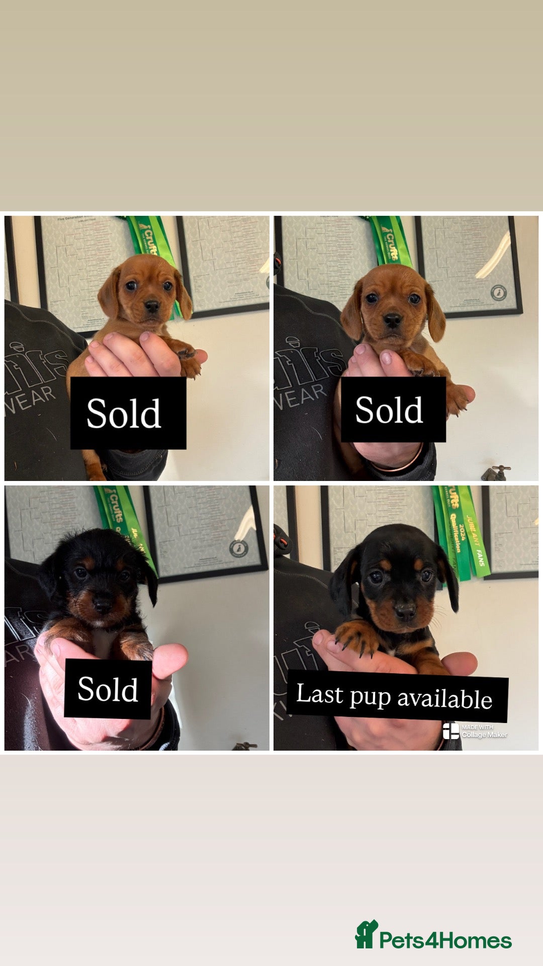 Jackapoo dogs for sale: F1 miniature jackspoos  - Advert 14