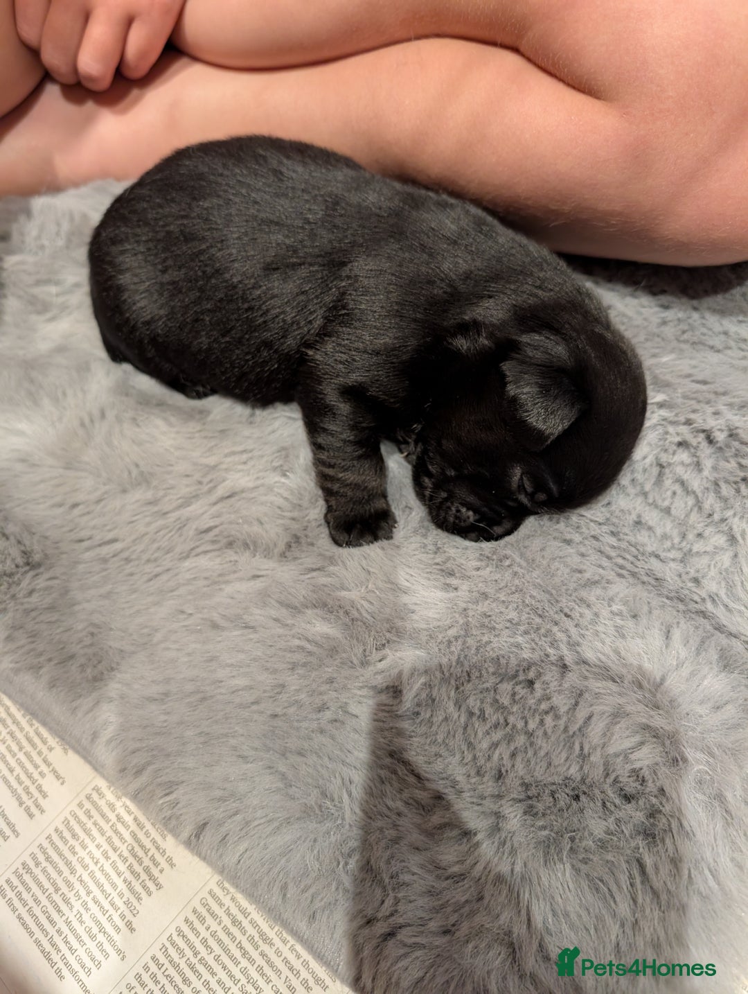 Jack Russell dogs for sale: Black jack Russell puppies  - Image 4