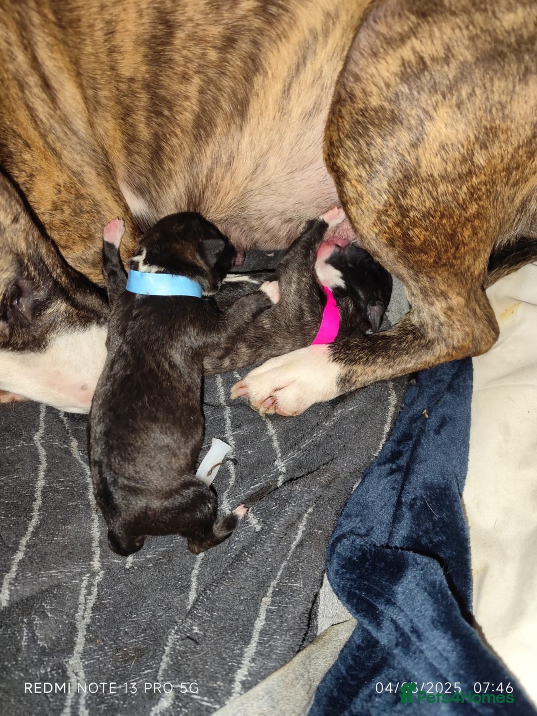 Mixed Breed dogs for sale: 2 loving bullstaffs for sale.  - Image 5