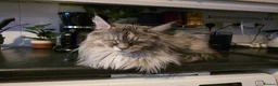 Maine Coon cats for sale: Cleo - Maine Coon - Looking for a loving home. - Advert 8