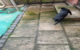 Pug dogs for sale: 2x 14month black pug bitches - Image 7